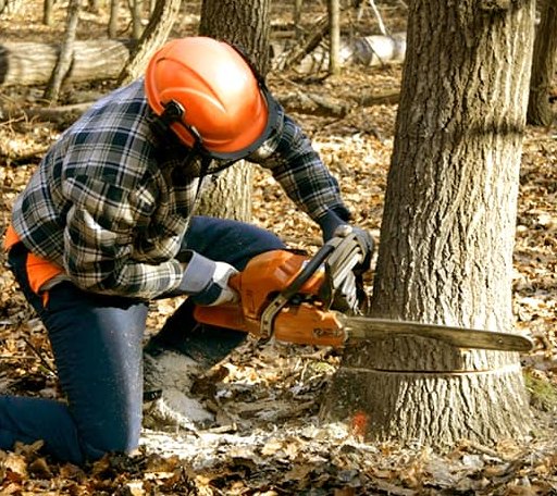 Tree Removal in Evangeline, LA